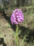 Wild Orchids of Andalucia