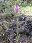 Wild Orchids of Andalucia Pyramid Orchid