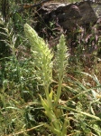 Wild Orchids of Andalucia Lizard Orchid