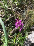 Wild orchids of Andalucia Orchis mascula